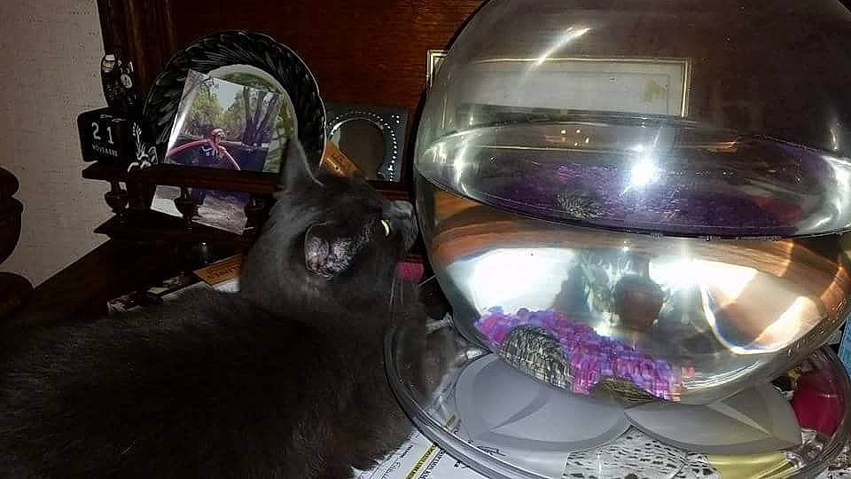 Keops participe au concours pour gagner de l'argent avec cette photo : audio_equipment, automotive_design, automotive_exterior, automotive_lighting, black_cat, carnivore, cat, event, eyewear, felidae, fictional_character, glass, headlamp, motor_vehicle, personal_protective_equipment, purple, room, small_to_medium_sized_cats, trunk, whiskers