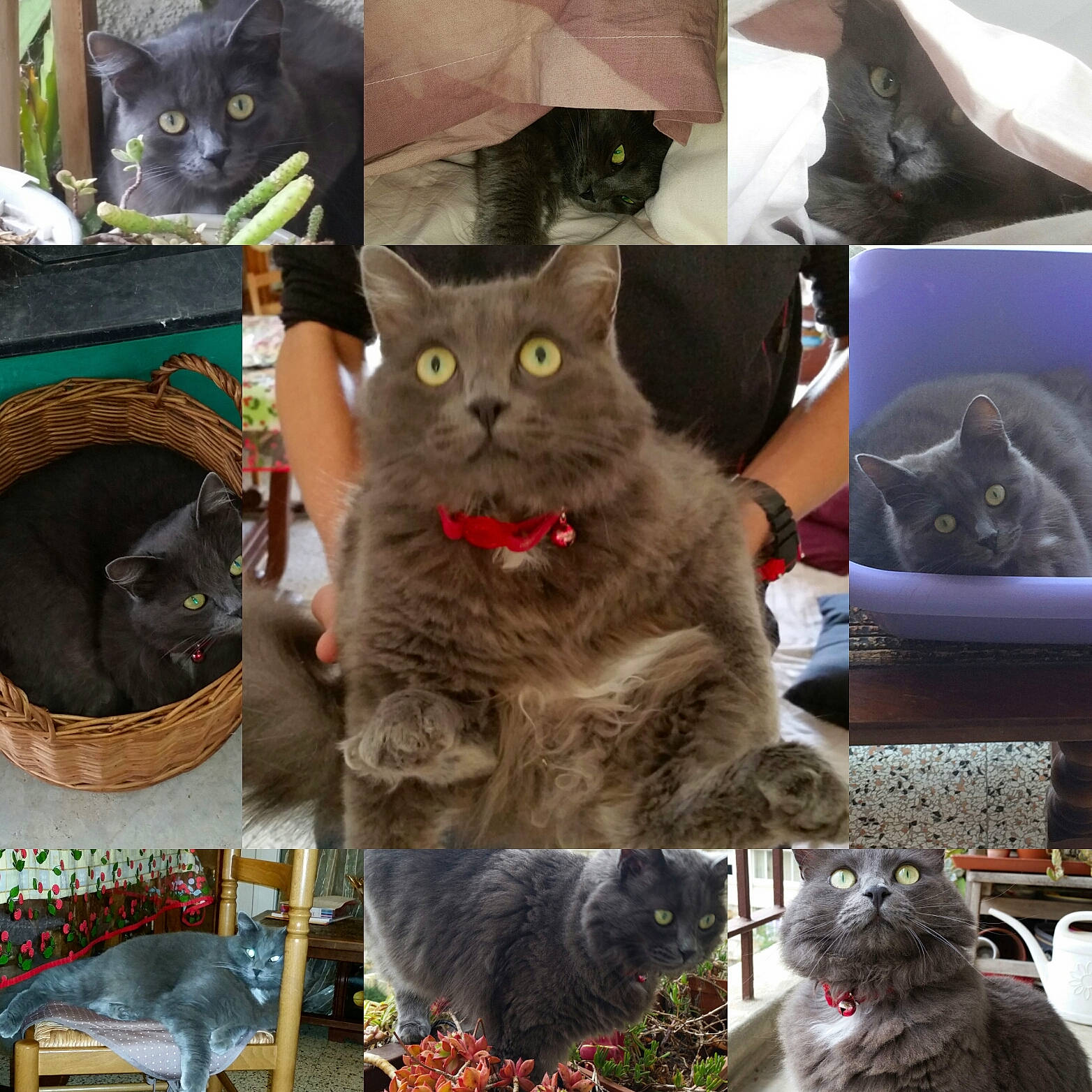 Keops participe au concours pour gagner de l'argent avec cette photo : blue, carnivore, cat, cat_supply, chair, domestic_short_haired_cat, fawn, felidae, fur, grey, mammal, organism, photograph, russian_blue, small_to_medium_sized_cats, snapshot, snout, tail, vertebrate, whiskers