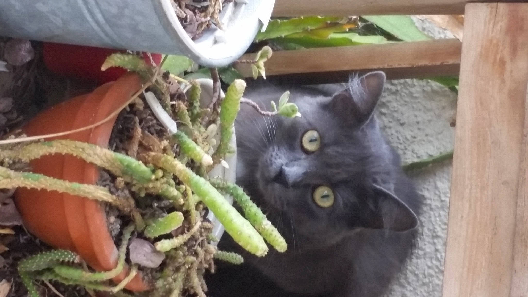 Keops participe au concours pour gagner de l'argent avec cette photo : annual_plant, black_cat, bombay, carnivore, cat, domestic_short_haired_cat, felidae, flowering_plant, flowerpot, fur, grass, groundcover, herb, houseplant, plant, small_to_medium_sized_cats, snout, terrestrial_plant, whiskers, window