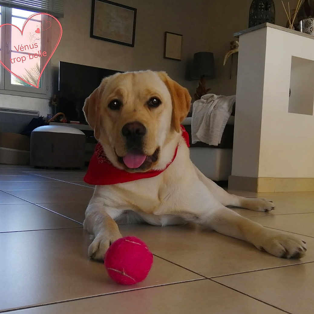 Vénus participe au concours pour gagner de l'argent avec cette photo : animal, architecture, ball, boxer, building, bulldog, canine, dog, goldenretriever, hound, indoors, interiordesign, labradorretriever, pet, photoframe, puppy, sport, tennis, tennisball, whitedog