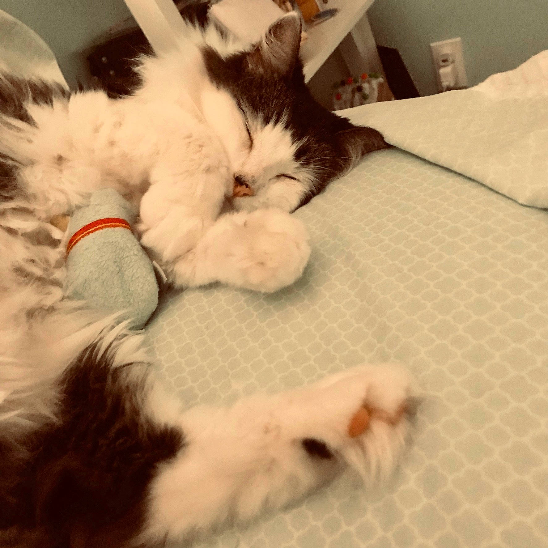 Oliver joined the competition — help win amazing prizes! carnivore, cat, claw, comfort, domestic_short_haired_cat, felidae, flooring, foot, fur, nap, paw, sleep, small_to_medium_sized_cats, snout, tail, whiskers