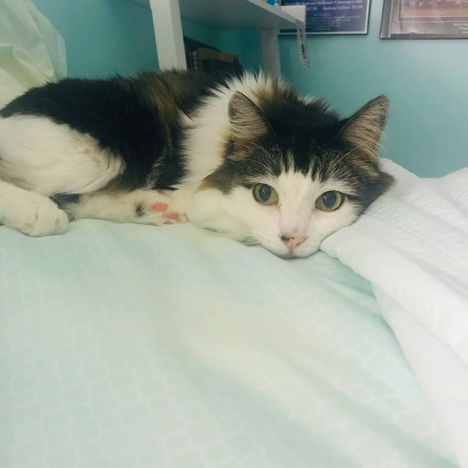 Oliver joined the competition — help win amazing prizes! carnivore, cat, claw, comfort, domestic_short_haired_cat, eye, felidae, fur, hair, leg, nap, paw, small_to_medium_sized_cats, snout, tail, whiskers, window