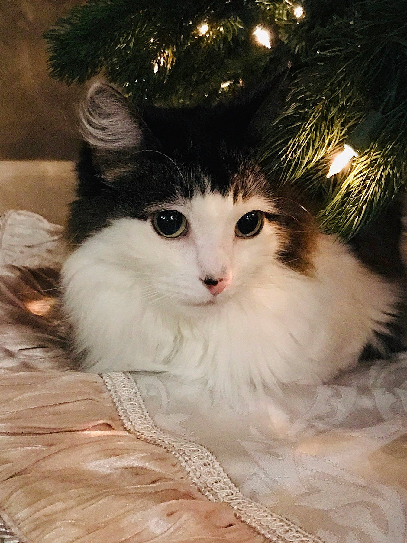 Oliver joined the competition — help win amazing prizes! carnivore, cat, christmas, christmas_ornament, christmas_tree, conifer, event, fawn, felidae, fir, fur, holiday, iris, pine, plant, small_to_medium_sized_cats, snout, tree, whiskers