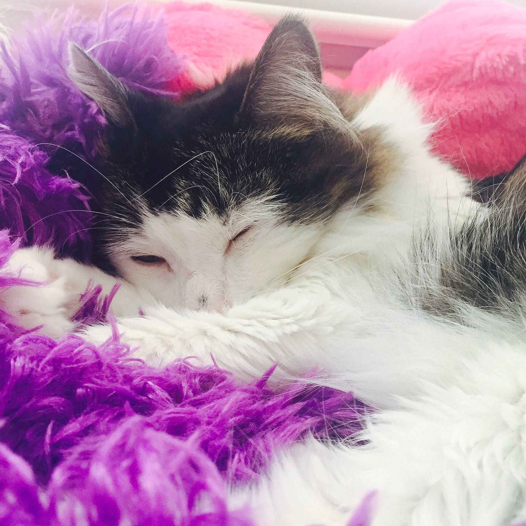 Oliver joined the competition — help win amazing prizes! art, basket, carnivore, cat, comfort, domestic_short_haired_cat, fashion_accessory, felidae, fur, grass, happy, linens, magenta, petal, pink, plant, purple, small_to_medium_sized_cats, tail, whiskers