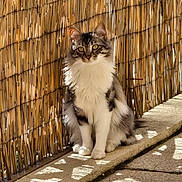 Néo participe au concours pour gagner de l'argent avec cette photo : cat, fluffy, sitting, sunlight, bamboo_fence, shadow, outdoor, pet, animal, striped, white_fur, green_eyes, nature, daylight, relaxing, calm, cute, feline, domestic_cat, portrait
