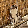 cat, fluffy, sitting, sunlight, bamboo_fence, shadow, outdoor, pet, animal, striped, white_fur, green_eyes, nature, daylight, relaxing, calm, cute, feline, domestic_cat, portrait