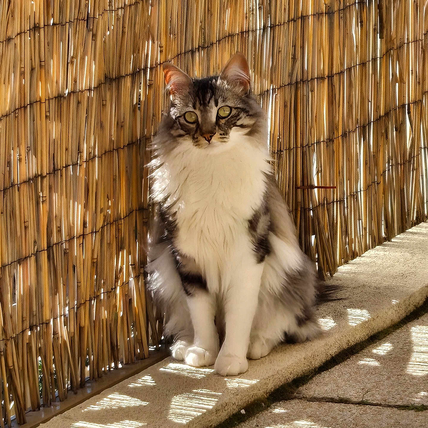 Néo participe au concours pour gagner de l'argent avec cette photo : animal, bamboo_fence, calm, cat, cute, daylight, domestic_cat, feline, fluffy, green_eyes, nature, outdoor, pet, portrait, relaxing, shadow, sitting, striped, sunlight, white_fur