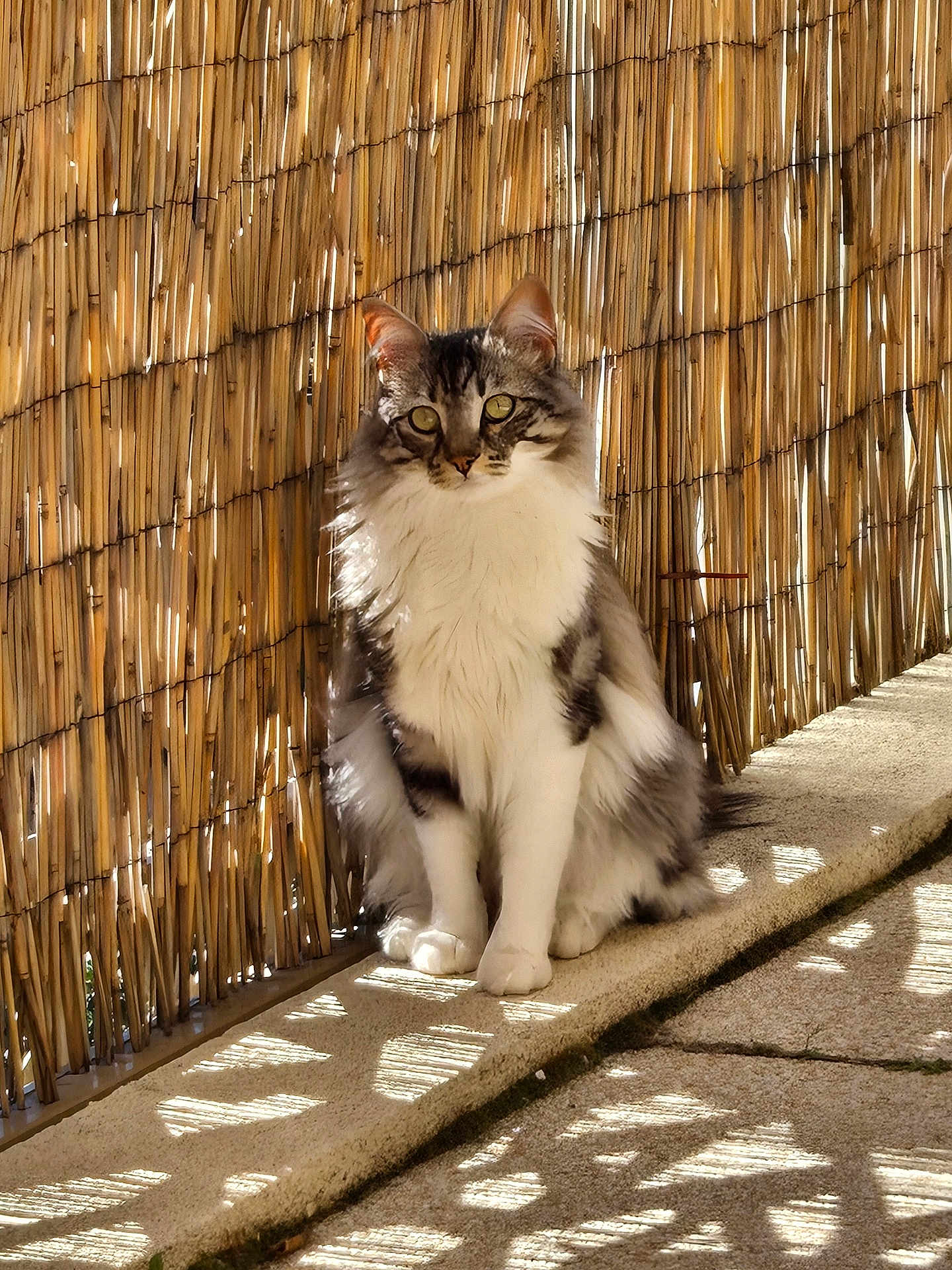 Néo participe au concours pour gagner de l'argent avec cette photo : cat, fluffy, sitting, sunlight, bamboo_fence, shadow, outdoor, pet, animal, striped, white_fur, green_eyes, nature, daylight, relaxing, calm, cute, feline, domestic_cat, portrait