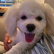 Frankie is registered to the contest to win money with this photo: dog, white_dog, tongue_out, fluffy, pet, indoor, person_hand, striped_shirt, happy, cute, animal, close_up, canine, domestic_animal, companion, friendly, fur, mouth_open, portrait, holding