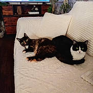 Ninou Caramela participe au concours pour gagner de l'argent avec cette photo : cats, tortoiseshell_cat, black_and_white_cat, pets, animals, sofa, couch, pillows, blanket, living_room, television, entertainment_center, plants, indoor, home, furniture, relaxed, sitting, portrait, cozy