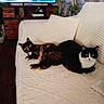 cats, tortoiseshell_cat, black_and_white_cat, pets, animals, sofa, couch, pillows, blanket, living_room, television, entertainment_center, plants, indoor, home, furniture, relaxed, sitting, portrait, cozy