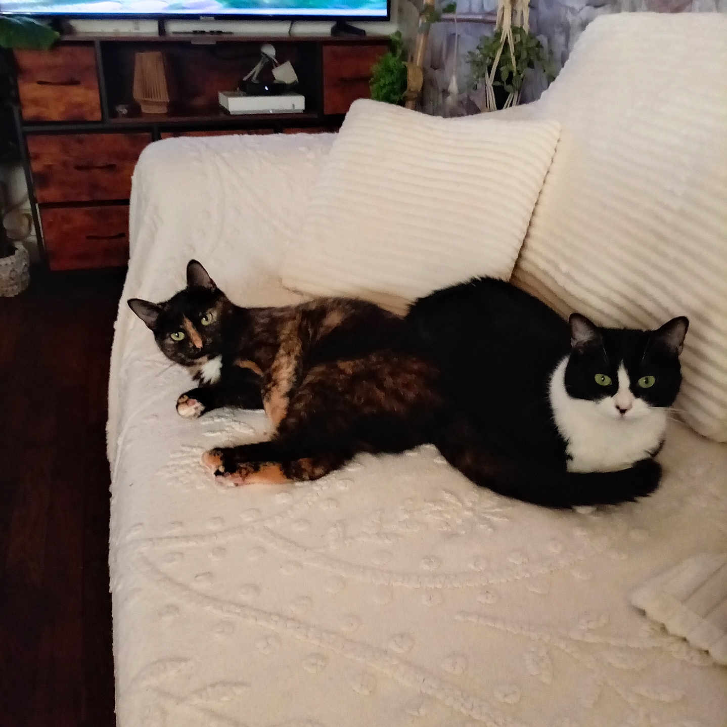 Ninou Caramela participe au concours pour gagner de l'argent avec cette photo : cats, tortoiseshell_cat, black_and_white_cat, pets, animals, sofa, couch, pillows, blanket, living_room, television, entertainment_center, plants, indoor, home, furniture, relaxed, sitting, portrait, cozy