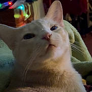 Alice is registered to the contest to win money with this photo: animal, background_blur, blanket, cat, close_up, cozy, cream_color, cute, domestic_animal, ears, face, feline, fur, home, indoor, looking_up, pet, relaxed, soft_lighting, whiskers