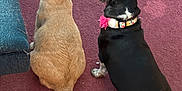 Alice is registered to the contest to win money with this photo: accessories, animal, ball, canine, cat, collar, couch, cushion, dog, furniture, grass, homedecor, hound, labradorretriever, leash, pet, plant, puppy, strap, terrier