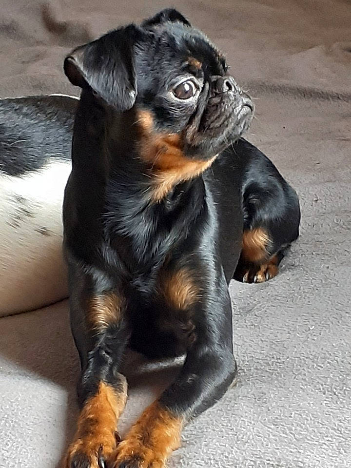 Harold a rejoint le concours — aidez-le/la à gagner de superbes lots ! brown, canidae, carnivore, comfort, companion_dog, dog, dog_breed, fawn, fur, mammal, neck, puppy, skin, snout, sporting_group, tan, terrestrial_animal, vertebrate, whiskers, working_animal