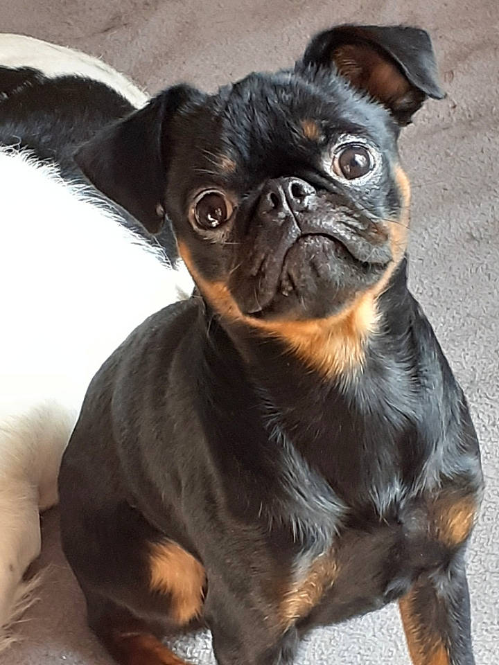 Harold a rejoint le concours — aidez-le/la à gagner de superbes lots ! brown, canidae, carnivore, companion_dog, dog, dog_breed, fawn, liver, mammal, organ, pug, puppy, skin, snout, terrestrial_animal, toy_dog, vertebrate, whiskers, working_animal, wrinkle