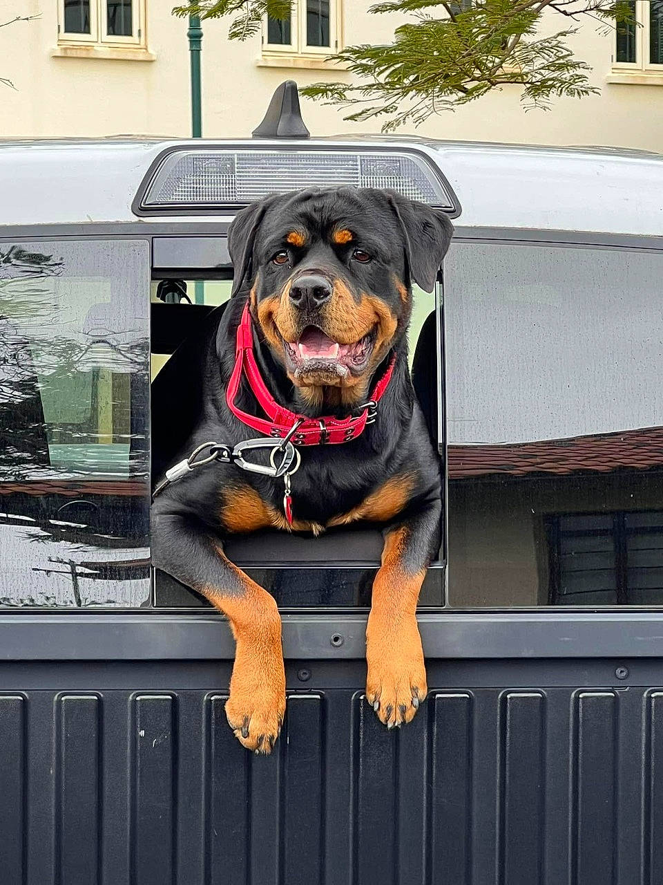 Maile joined the competition — help win amazing prizes! carnivore, collar, companion_dog, dog, dog_breed, dog_collar, dog_supply, door, fence, giant_dog_breed, motor_vehicle, pet_supply, plant, rottweiler, snout, sporting_group, tree, vehicle_door, window, working_animal