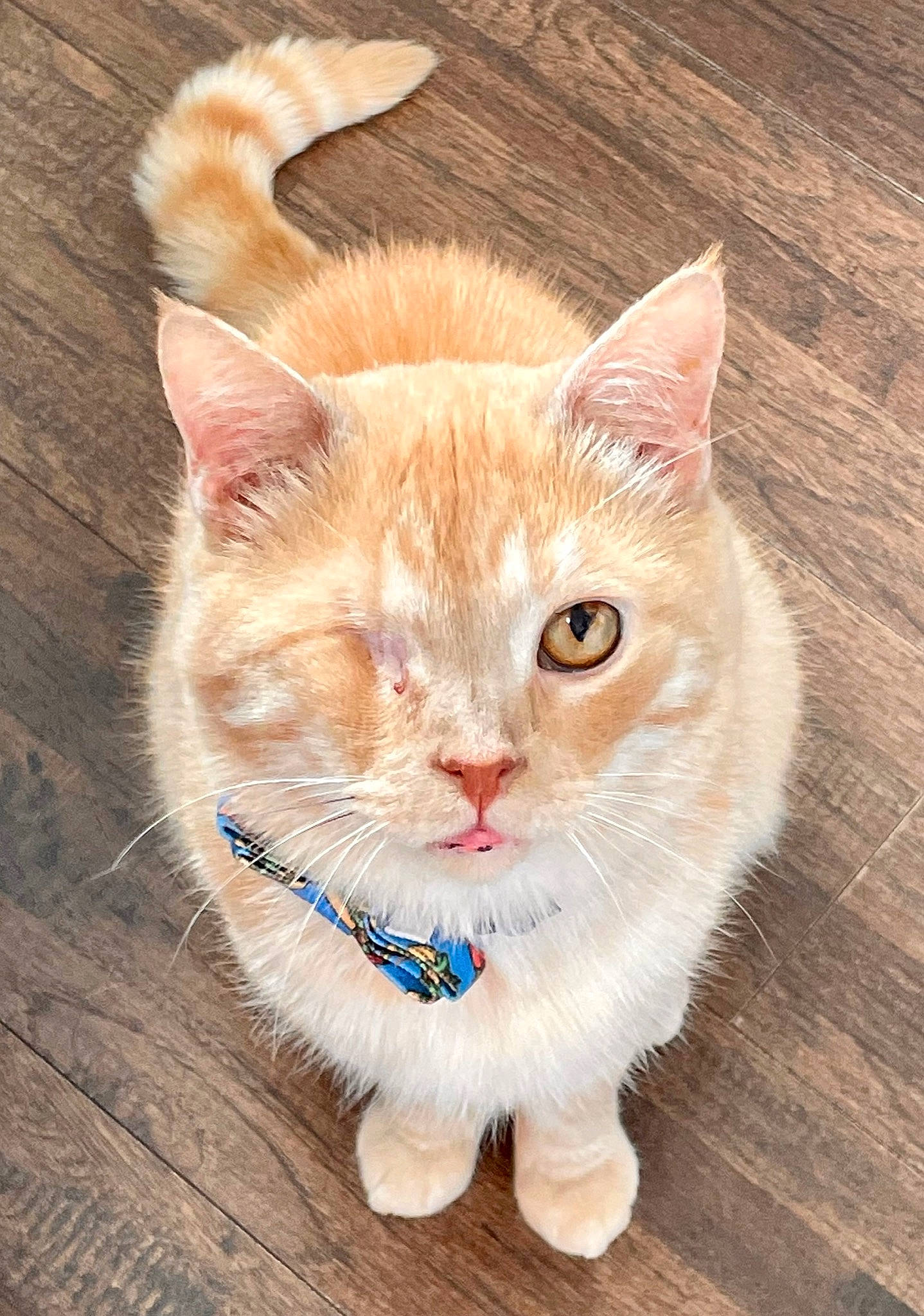Waldo joined the competition — help win amazing prizes! carnivore, cat, claw, domestic_short_haired_cat, electric_blue, eye, fawn, felidae, flooring, foot, fur, hardwood, paw, photo_caption, small_to_medium_sized_cats, snout, tail, terrestrial_animal, whiskers, wood