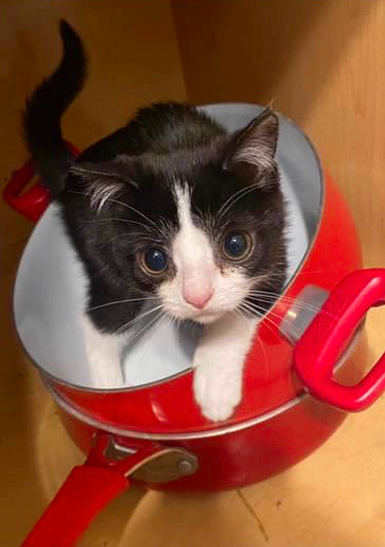 Reyna is registered to the contest to win money with this photo: box, cardboard, carmine, carnivore, cat, cat_supply, domestic_short_haired_cat, eye, felidae, flooring, fur, kitchen_utensil, lap, packaging_and_labeling, pet_supply, photo_caption, small_to_medium_sized_cats, snout, tail, whiskers