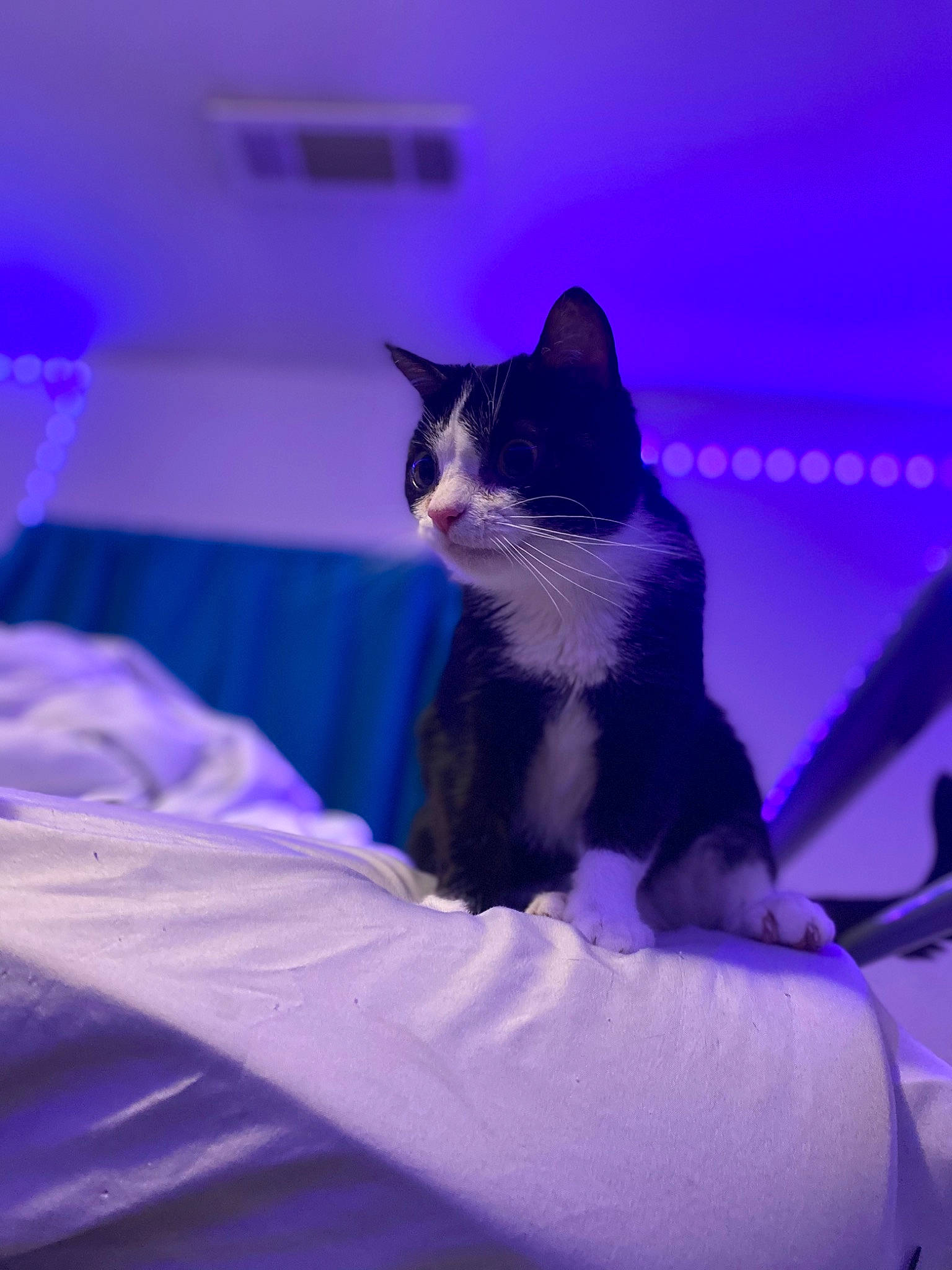 Reyna joined the competition — help win amazing prizes! carnivore, cat, comfort, darkness, domestic_short_haired_cat, electric_blue, felidae, fur, linens, magenta, night, purple, sitting, sky, small_to_medium_sized_cats, tail, violet, whiskers