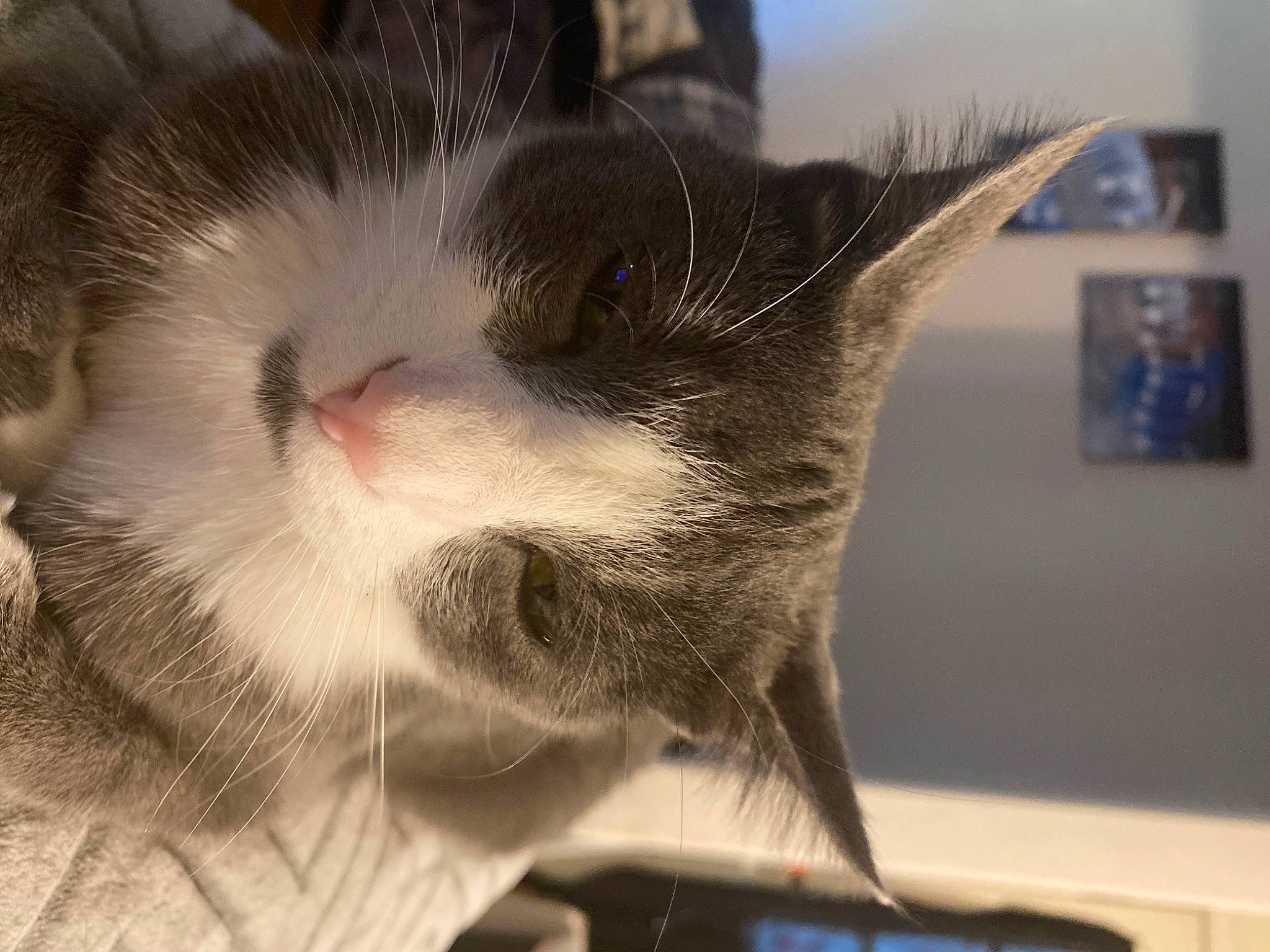 Remi joined the competition — help win amazing prizes! carnivore, cat, cloud, comfort, domestic_short_haired_cat, ear, felidae, fur, metal, meteorological_phenomenon, nap, paw, picture_frame, sky, small_to_medium_sized_cats, tail, whiskers