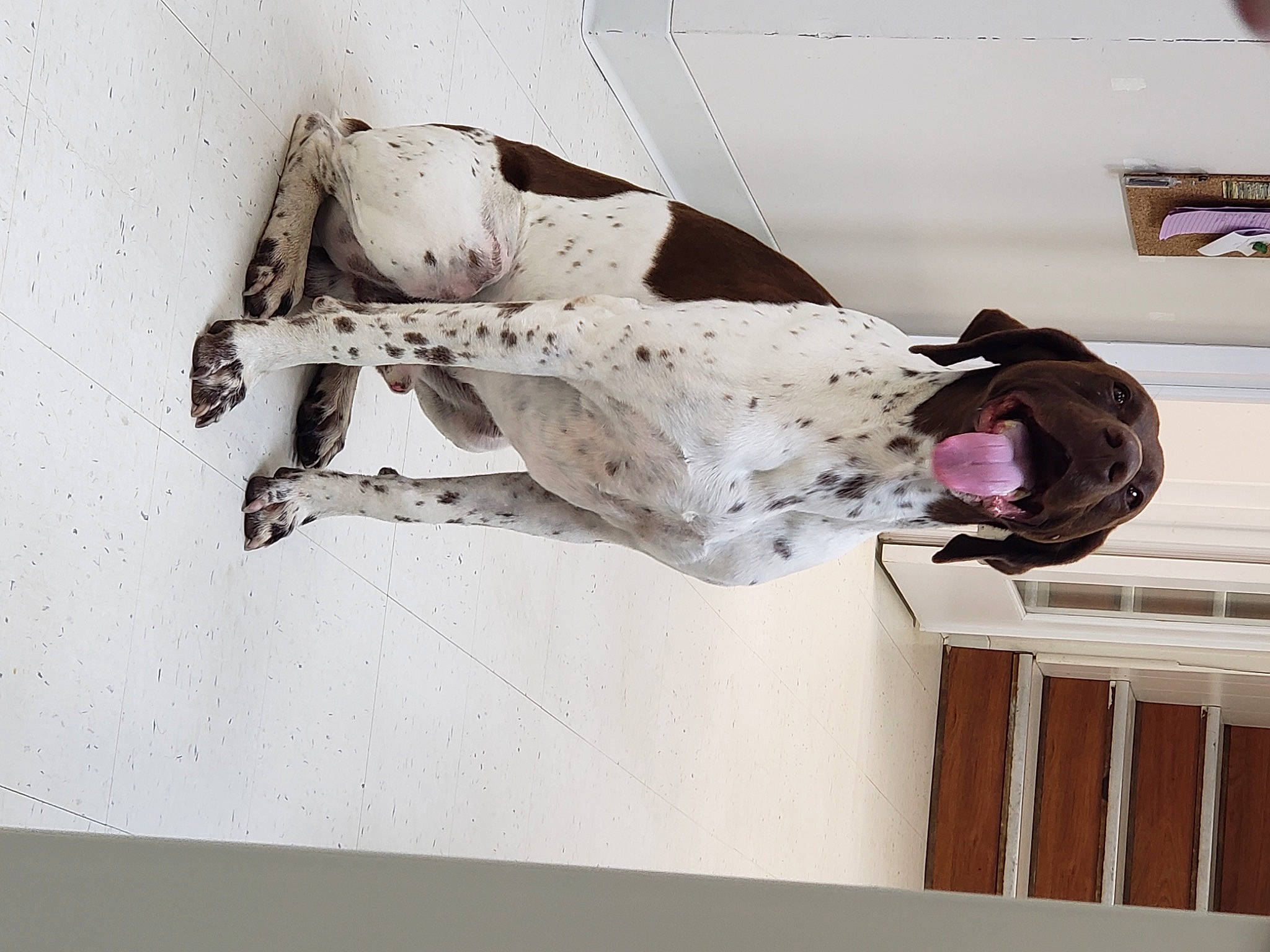 Maverick is registered to the contest to win money with this photo: art, canidae, carmine, ceiling, dress, facade, illustration, ink, linens, paper, paper_product, plaster, room, sculpture, sporting_group, statue, visual_arts, wood