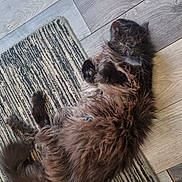 Athos is registered to the contest to win money with this photo: cat, fluffy, black_cat, sleeping, indoor, rug, wooden_floor, pet, relaxed, furry, animal, cozy, home, paws, resting, cute, fur, tail, domestic_cat, quiet