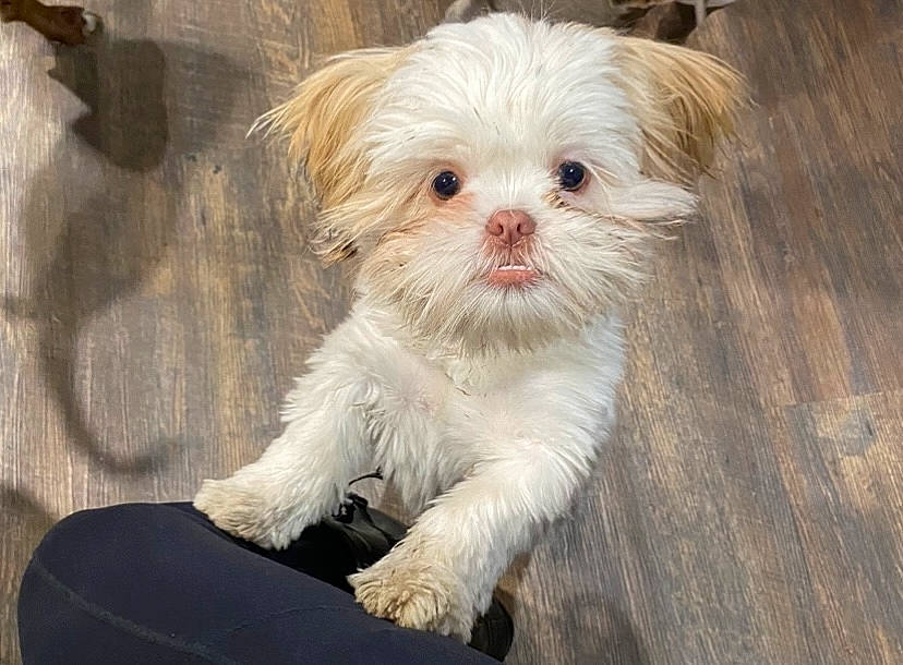 Bailey is registered to the contest to win money with this photo: canidae, carnivore, companion_dog, dog, dog_breed, eye, fawn, fur, glasses, head, liver, mal_shi, shih_poo, small_terrier, snout, sporting_group, terrier, toy_dog, whiskers, working_animal