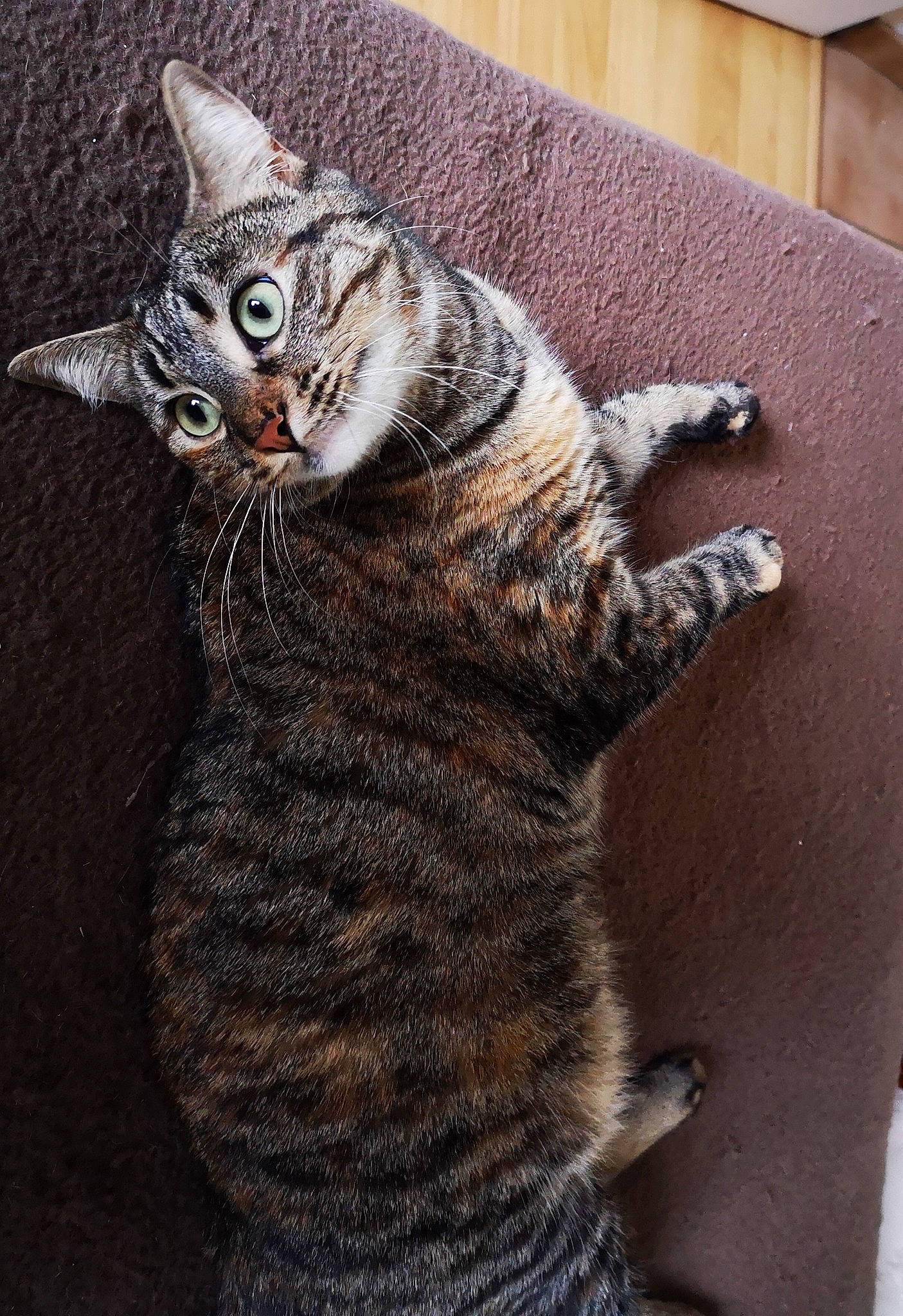 Opale participe au concours pour gagner de l'argent avec cette photo : american_shorthair, american_wirehair, asian, california_spangled, carnivore, cat, domestic_short_haired_cat, dragon_li, egyptian_mau, european_shorthair, felidae, mammal, ocicat, pixie_bob, small_to_medium_sized_cats, snout, tabby_cat, toyger, vertebrate, whiskers