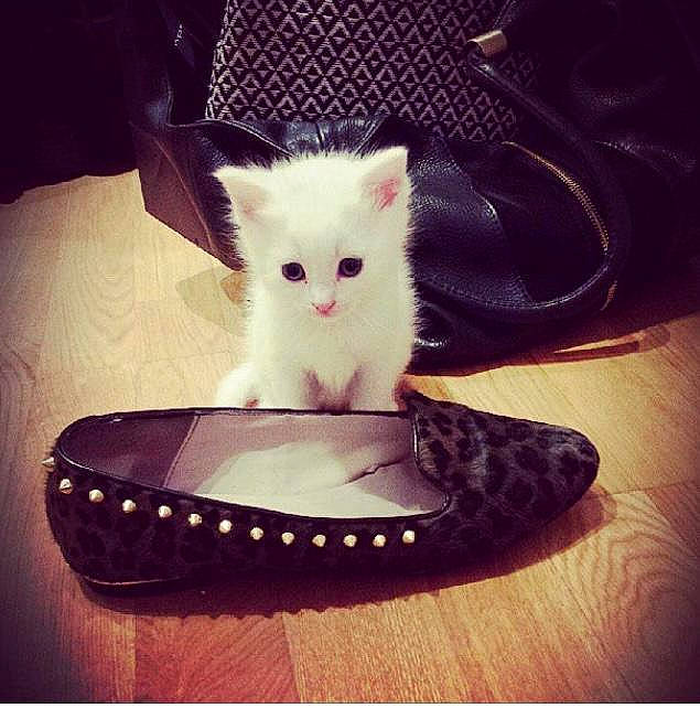 Dora a rejoint le concours — aidez-le/la à gagner de superbes lots ! carnivore, cat, cat_supply, chair, cloud, companion_dog, costume_hat, fashion_accessory, felidae, font, fur, glasses, jewellery, metal, plant, rectangle, sky, small_to_medium_sized_cats, tail, whiskers