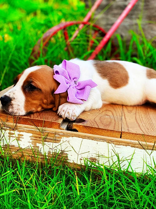 Wynonna is registered to the contest to win money with this photo: carnivore, cat, comfort, companion_dog, dog, dog_breed, dog_supply, fawn, felidae, flower, grass, green, groundcover, liver, magenta, mammal, petal, plant, vertebrate, wood