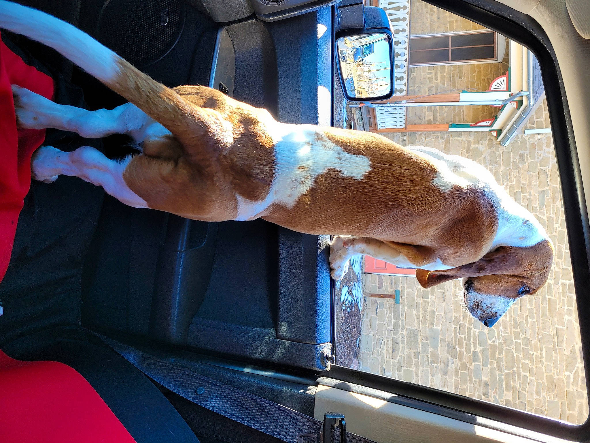 Wynonna joined the competition — help win amazing prizes! automotive_exterior, canidae, car, car_seat, carnivore, companion_dog, dog, dog_breed, fawn, fur, human_leg, liver, snout, sporting_group, tail, vehicle, vehicle_door, window, windshield, working_animal