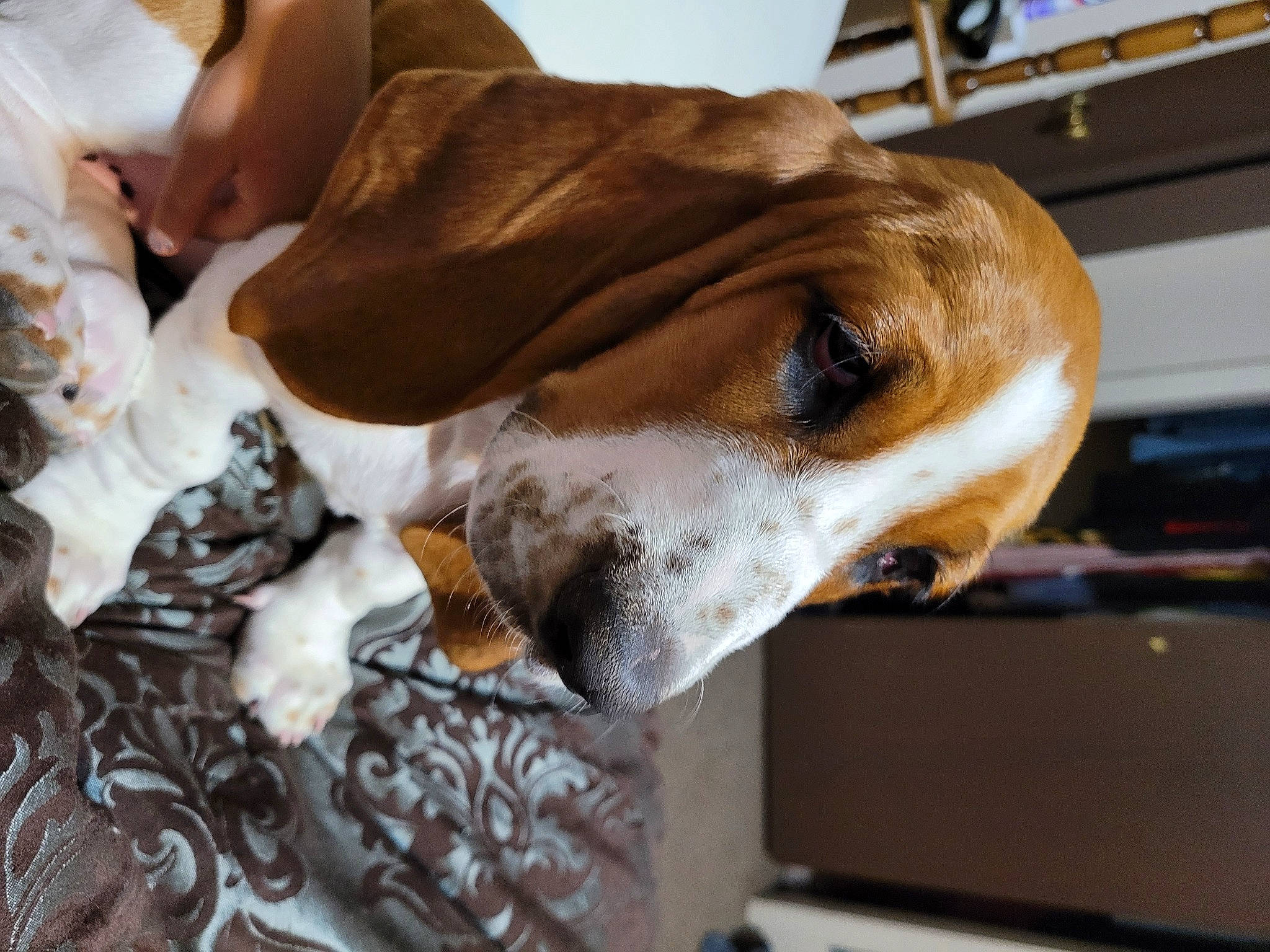 Wynonna joined the competition — help win amazing prizes! canidae, carnivore, collar, comfort, companion_dog, computer_keyboard, dog, dog_breed, dog_collar, dog_supply, ear, fawn, fur, non_sporting_group, pet_supply, scent_hound, snout, sporting_group, whiskers, working_animal