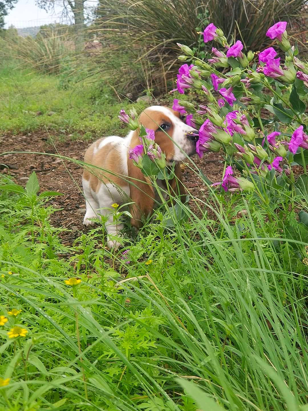 Wynonna is registered to the contest to win money with this photo: canidae, carnivore, companion_dog, dog, dog_breed, fawn, flower, flowering_plant, grass, grassland, groundcover, herbaceous_plant, meadow, pasture, plant, prairie, shrub, sporting_group, tail, terrestrial_plant