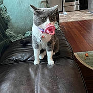 Annie is registered to the contest to win money with this photo: cat, gray_cat, white_cat, pacifier, toy, couch, leather, pillow, living_room, kitchen, floor, wood_floor, curious, pet, indoor, feline, collar, household, furniture, animal