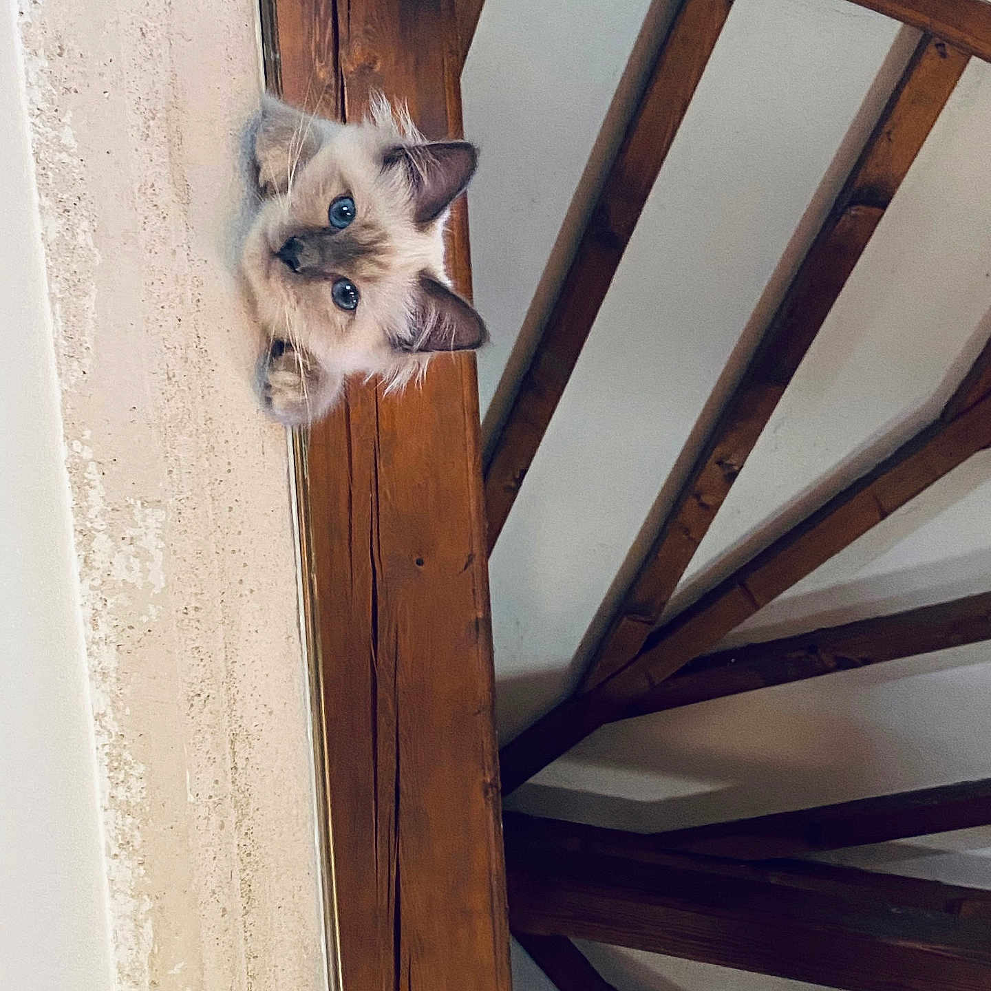 Nana participe au concours pour gagner de l'argent avec cette photo : cat, blue_eyes, fluffy, peeking, wooden_beams, indoor, curious, ledge, animal, pet, feline, whiskers, ears, face, fur, house, architecture, beam, wall, light