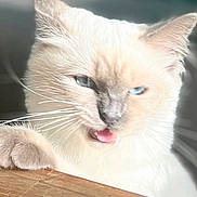 Nana a rejoint le concours — aidez-le/la à gagner de superbes lots ! cat, blue_eyes, tongue_out, white_fur, pet, animal, cute, playful, wooden_surface, indoor, close_up, whiskers, face, ears, feline, background_blur, expression, domestic_cat, paw, portrait