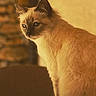 Nana participe au concours pour gagner de l'argent avec cette photo : cat, fluffy, blue_eyes, sitting, indoor, warm_light, stone_wall, furniture, portrait, animal, pet, feline, soft_fur, side_view, calm, cozy, yellow_tone, domestic_cat, close_up, quiet