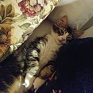 Wylie is registered to the contest to win money with this photo: cat, tabby, pet, animal, feline, cushion, blanket, floral_pattern, fabric, resting, indoor, cozy, soft, sleepy, relaxed, comfort, fur, paw, bed, pillow