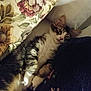 cat, tabby, pet, animal, feline, cushion, blanket, floral_pattern, fabric, resting, indoor, cozy, soft, sleepy, relaxed, comfort, fur, paw, bed, pillow