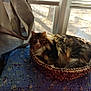 Wylie joined the competition — help win amazing prizes! cat, basket, window, curtain, quilt, fluffy, long_hair, indoor, sunlight, shadow, resting, pet, cozy, furniture, home, daylight, animal, relaxing, fabric, bedspread