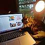 Wylie joined the competition — help win amazing prizes! cat, laptop, computer, desk, lamp, window, blinds, indoor, pet, feline, shopping, screen, technology, light, fur, tabby, keyboard, home, cozy, relaxing