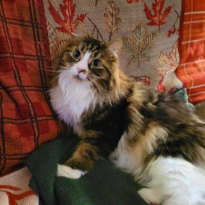 Wylie joined the competition — help win amazing prizes! animal, blanket, cat, cozy, cushion, cute, domestic_cat, feline, fluffy_cat, green_eyes, indoor, leaf_pattern, looking_up, pet, plaid_pattern, relaxed, resting, soft_fur, tabby_cat, white_fur