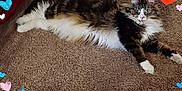 Wylie joined the competition — help win amazing prizes! cat, long_hair, fluffy, carpet, lying_down, pet, indoor, relaxed, heart_graphics, colorful, cute, animal, tabby, white_paws, whiskers, ears, eyes, feline, cozy, soft