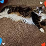 cat, long_hair, fluffy, carpet, lying_down, pet, indoor, relaxed, heart_graphics, colorful, cute, animal, tabby, white_paws, whiskers, ears, eyes, feline, cozy, soft