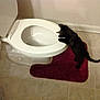 Jinx joined the competition — help win amazing prizes! animal, bathroom, bathroom_rug, black_cat, cat, curiosity, curious, feline, floor_tile, home, indoor, investigation, mystery, open_toilet, pet, red_rug, tile_floor, toilet, wall, white_toilet