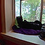 animal, black_cat, cat, cozy, decorative_item, duck_figurine, greenery, home_interior, indoor, nature_view, pet, pillow, relaxing, resting, rooster_figurine, sunlight, towel, trees, window, windowsill