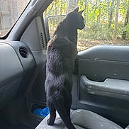 Jinx is registered to the contest to win money with this photo: animal, black_cat, car_seat, cat, curious, daylight, dust, feline, forest, gray_seat, indoor, looking_out, nature, pet, side_mirror, standing, sunlight, trees, vehicle_interior, window
