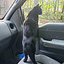 animal, black_cat, car_seat, cat, curious, daylight, dust, feline, forest, gray_seat, indoor, looking_out, nature, pet, side_mirror, standing, sunlight, trees, vehicle_interior, window