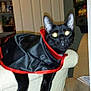 Jinx joined the competition — help win amazing prizes! animal, armrest, black_cat, black_fur, blur, cape, cat, chair, costume, cozy, cute, domestic_cat, flash, furniture, glowing_eyes, household, indoor, pet, pet_costume, red_trim